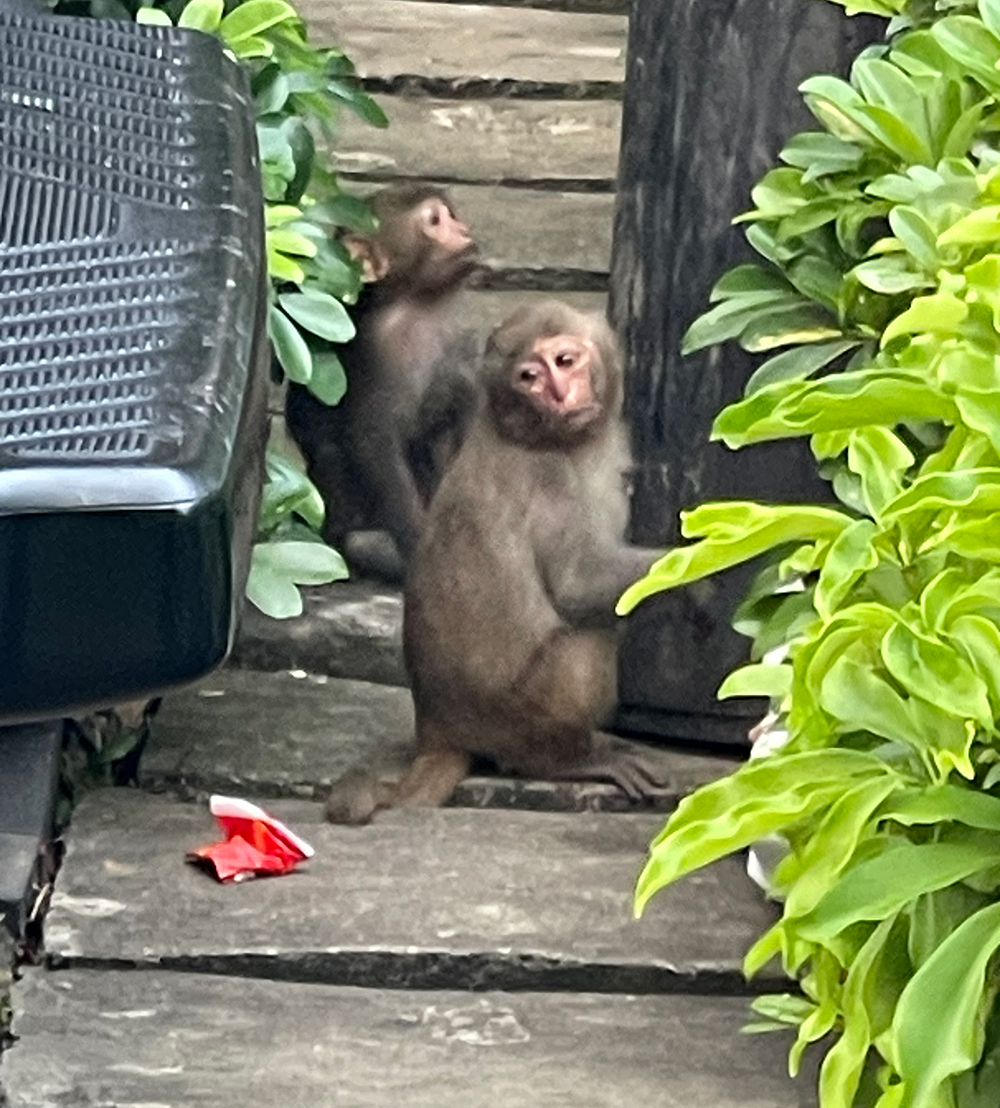 fruit monkeys