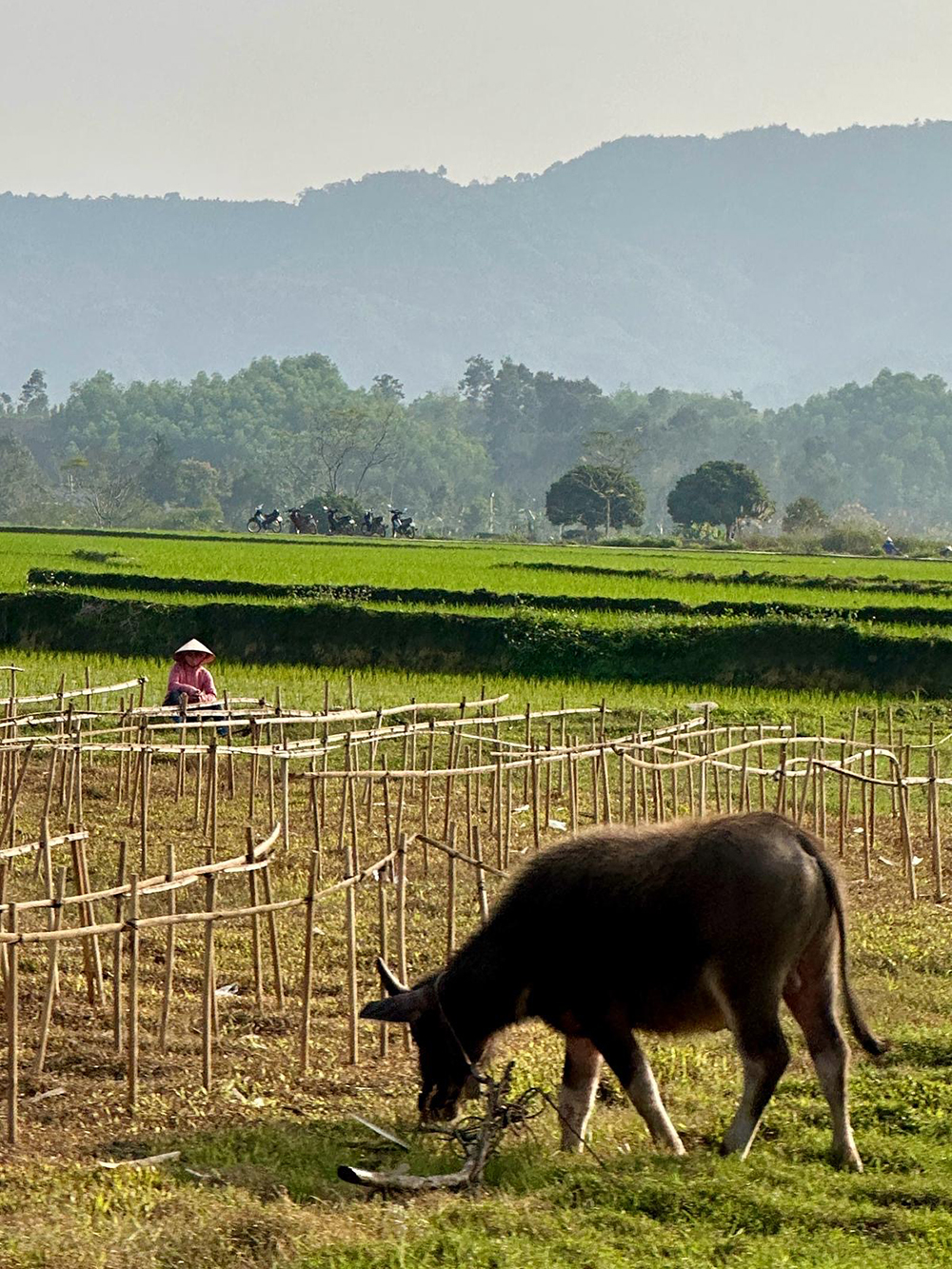 farm cow