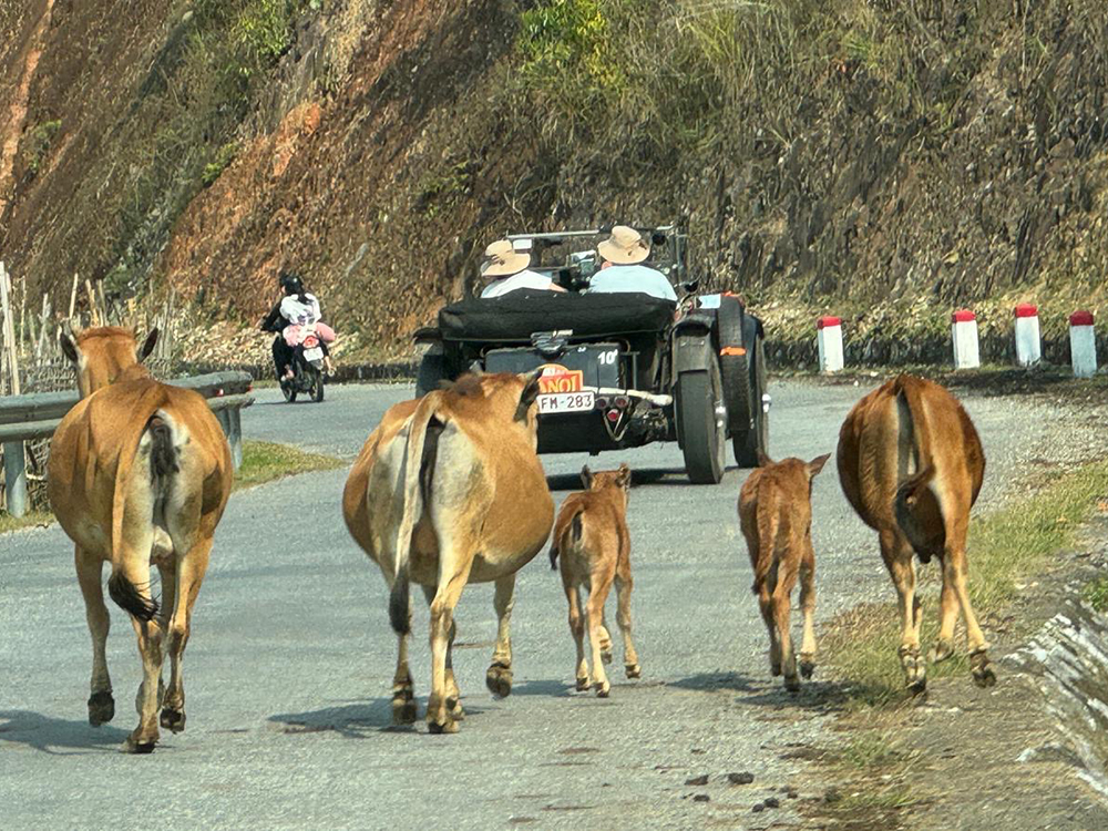 rally cows