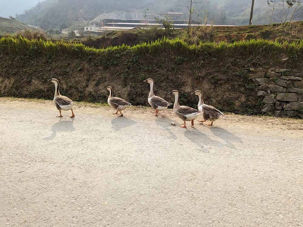 five ducks