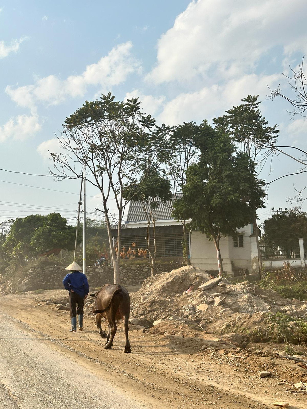a following cow