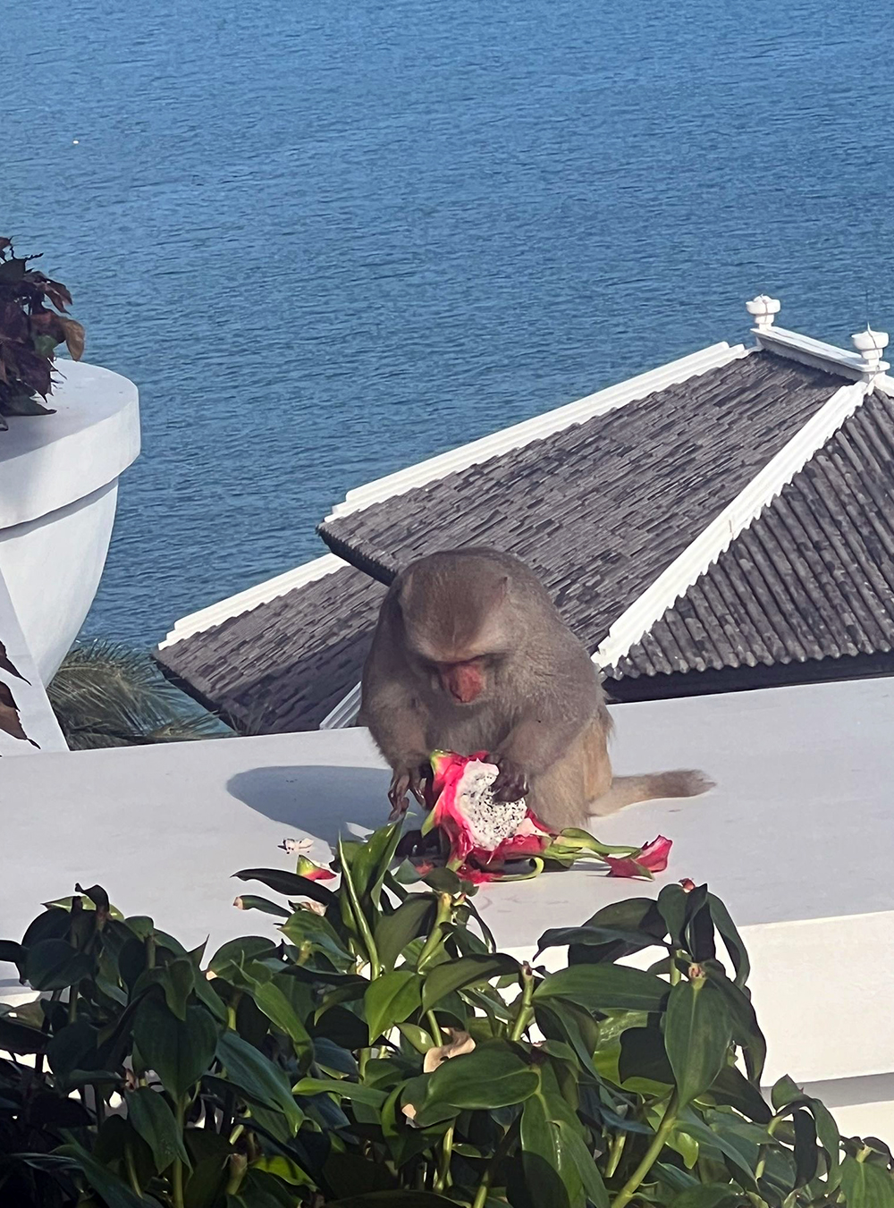 fruit monkey