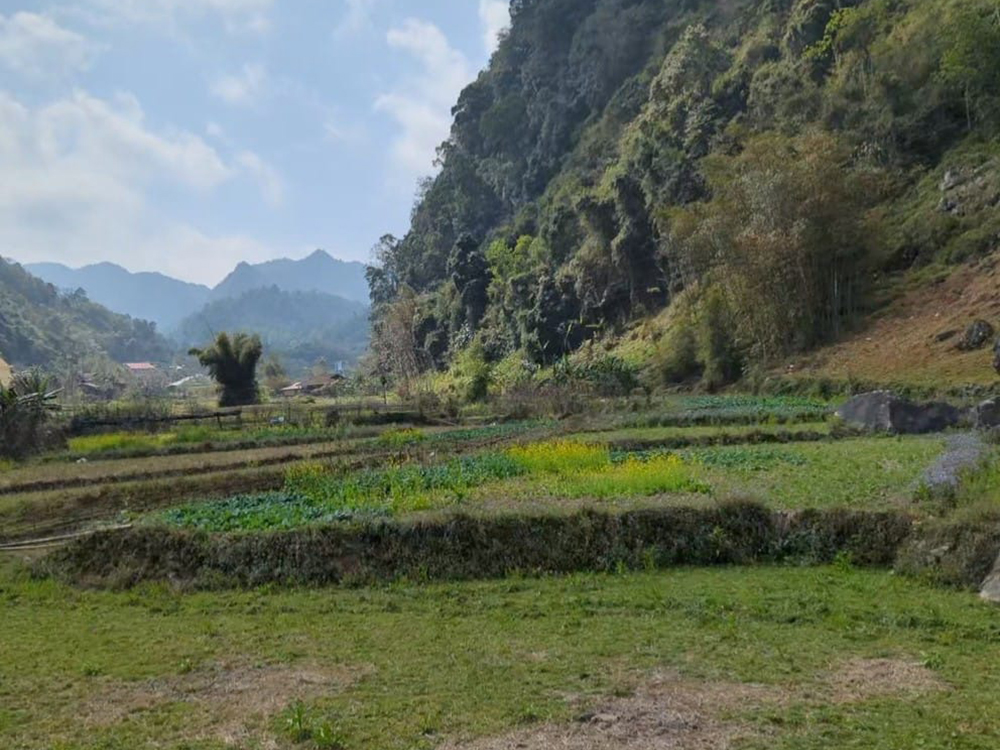 green scenery