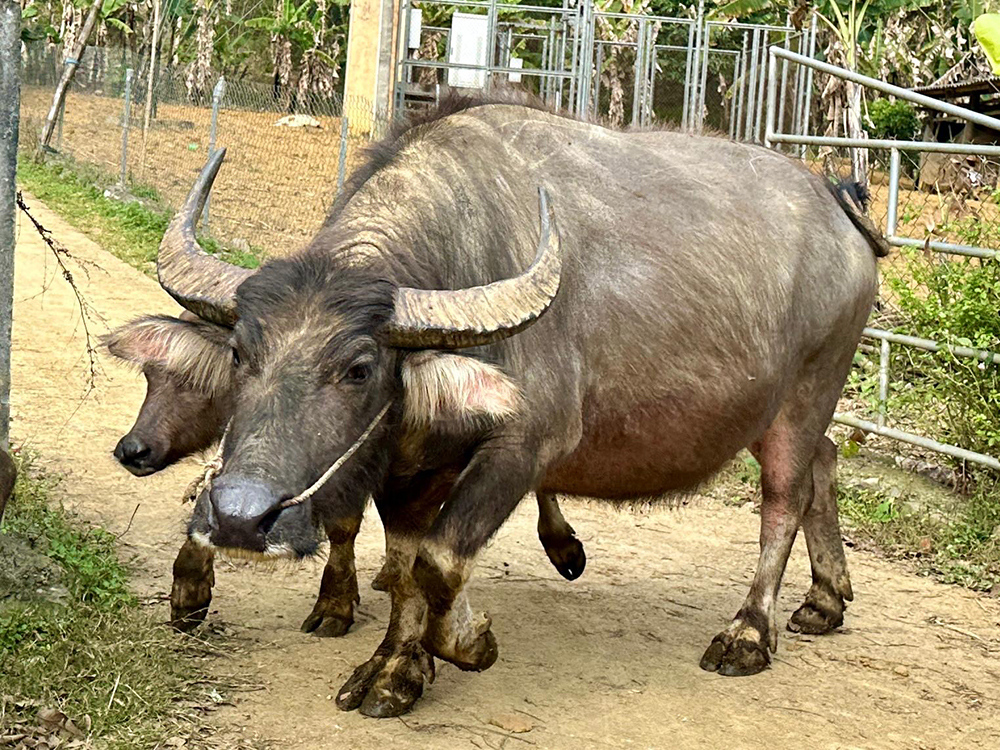 huge bull