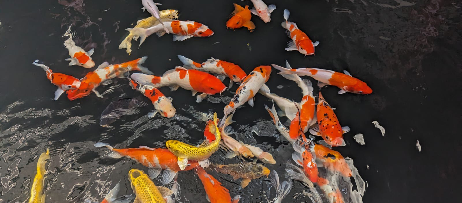 Koi
