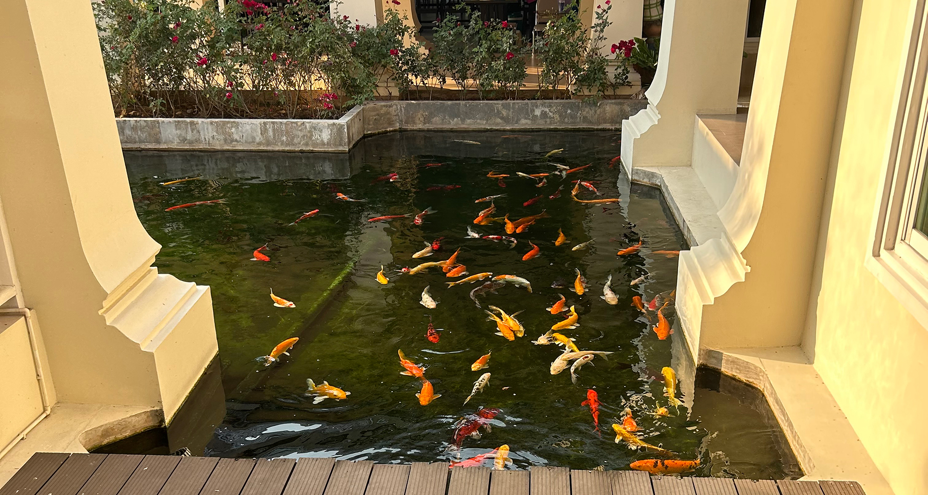 Koi