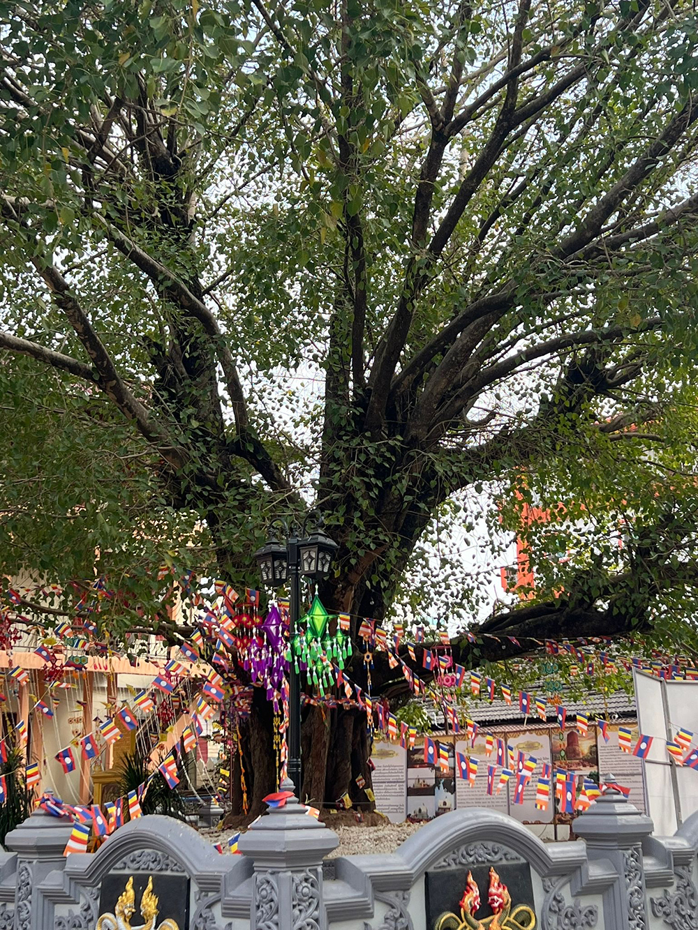 lantern tree