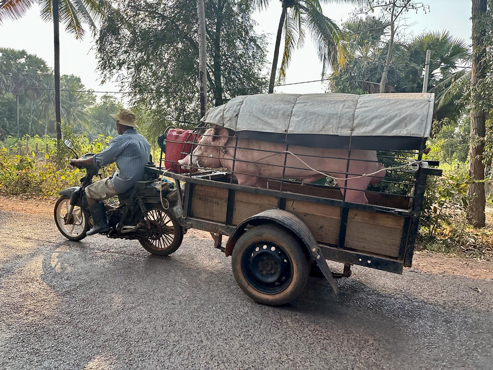 mobile pig