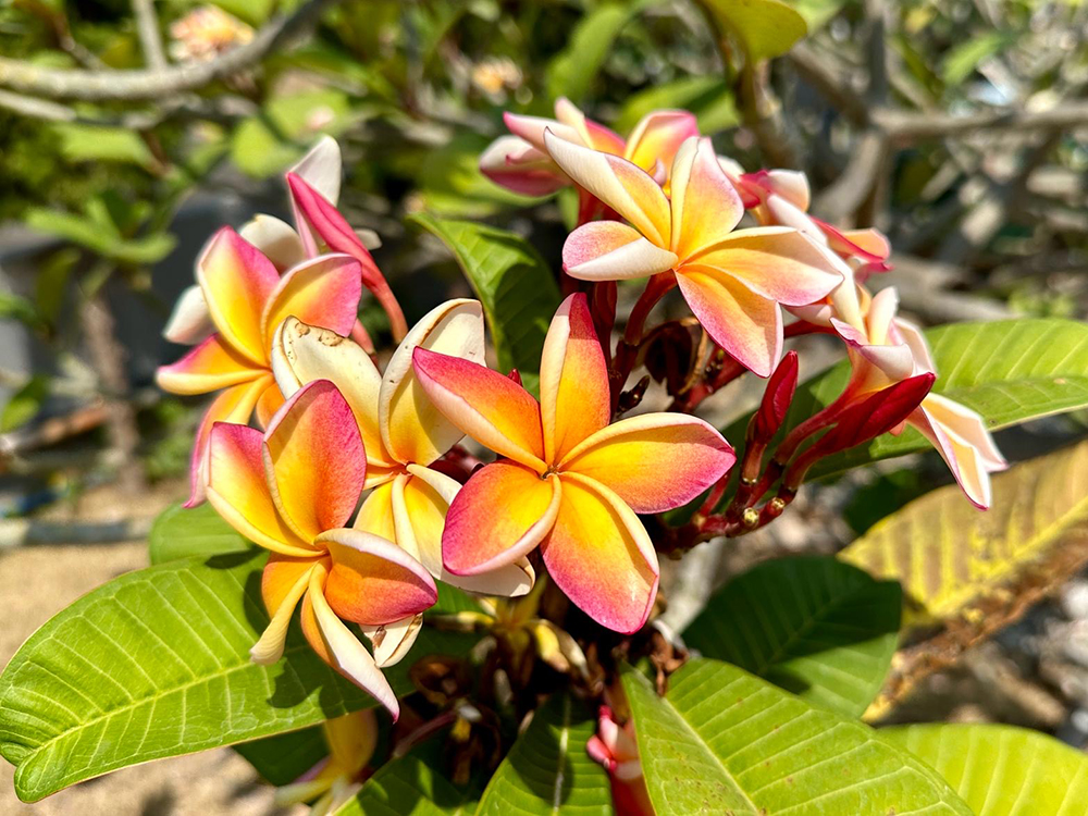 flowers