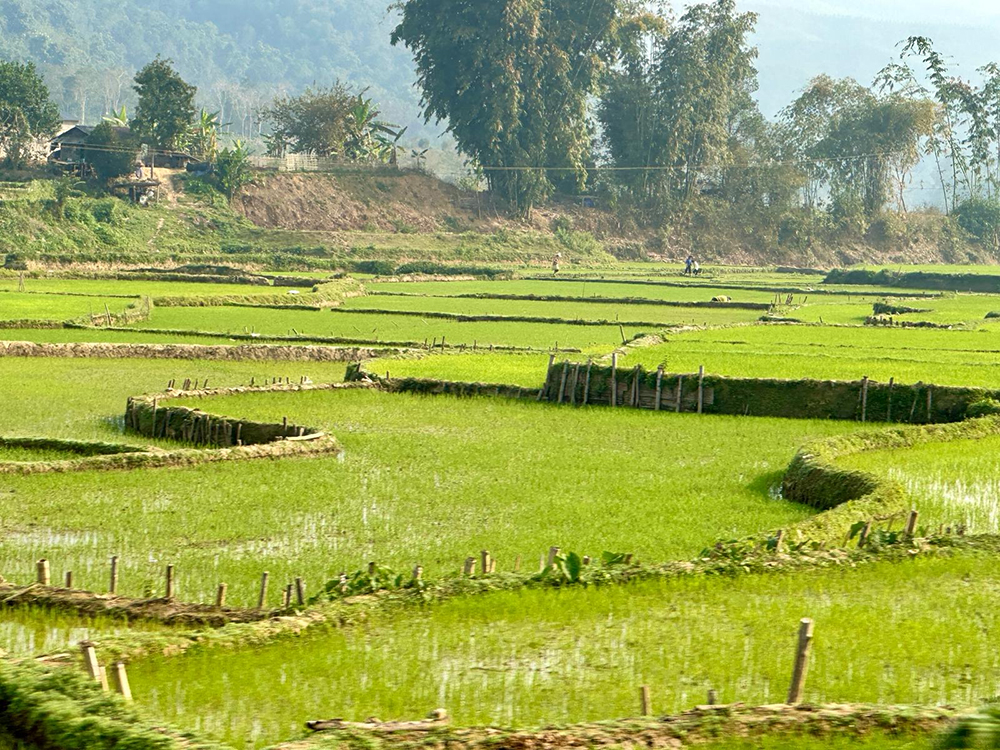 rice farm