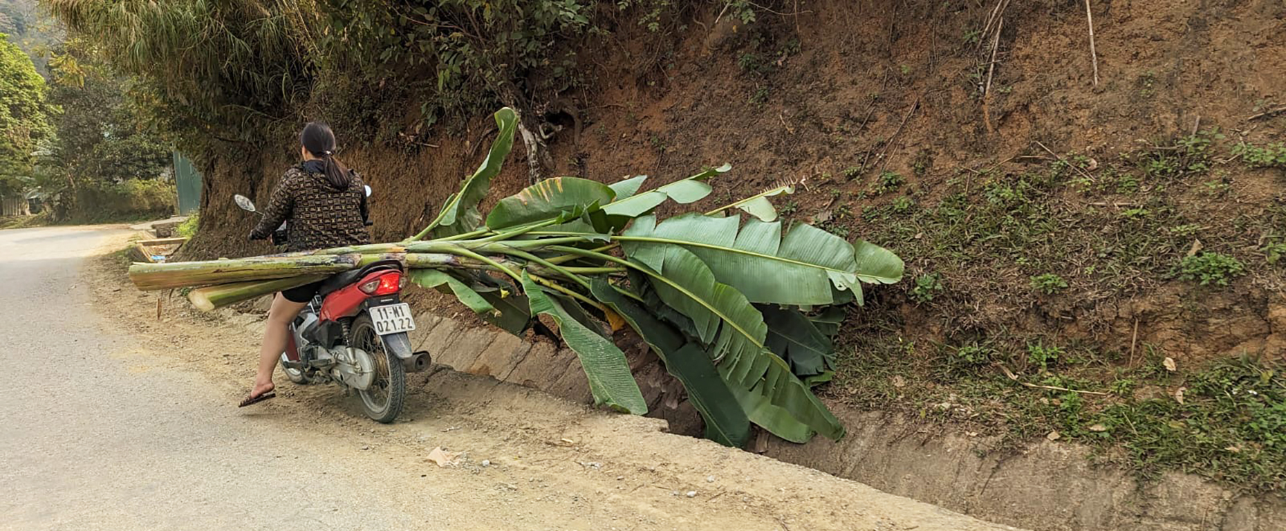 motorbike tree