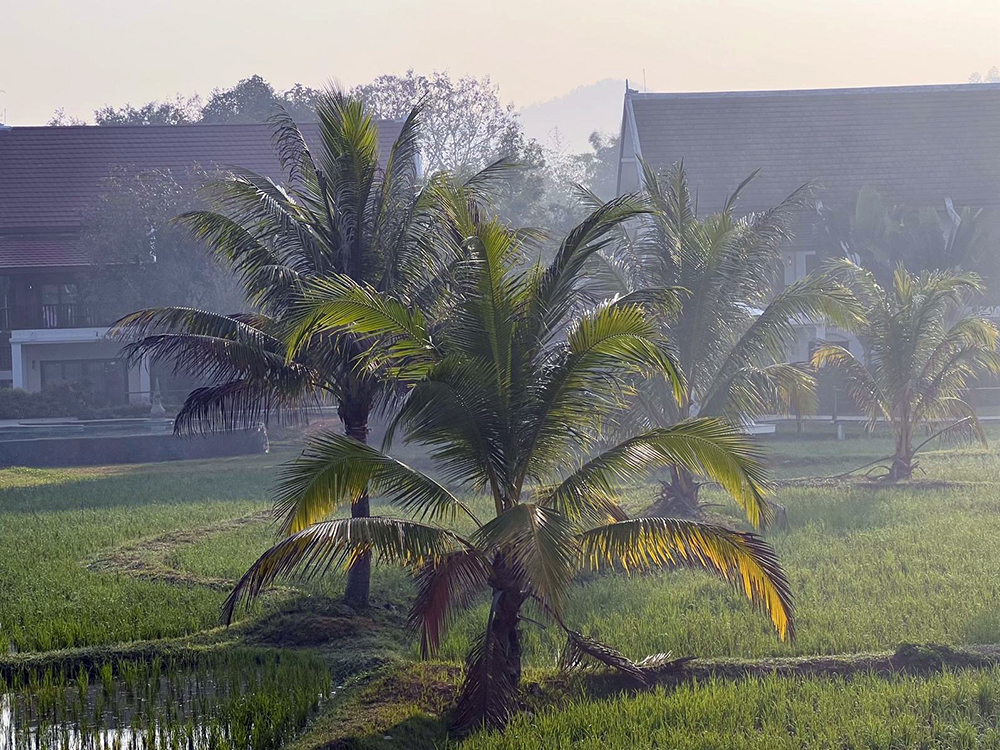 nice palms