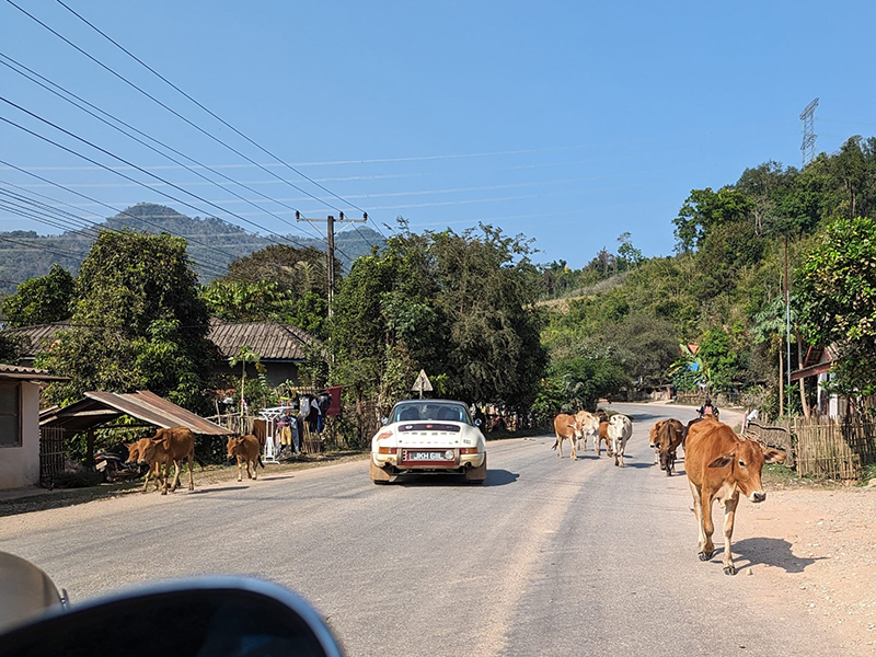 cows in the road