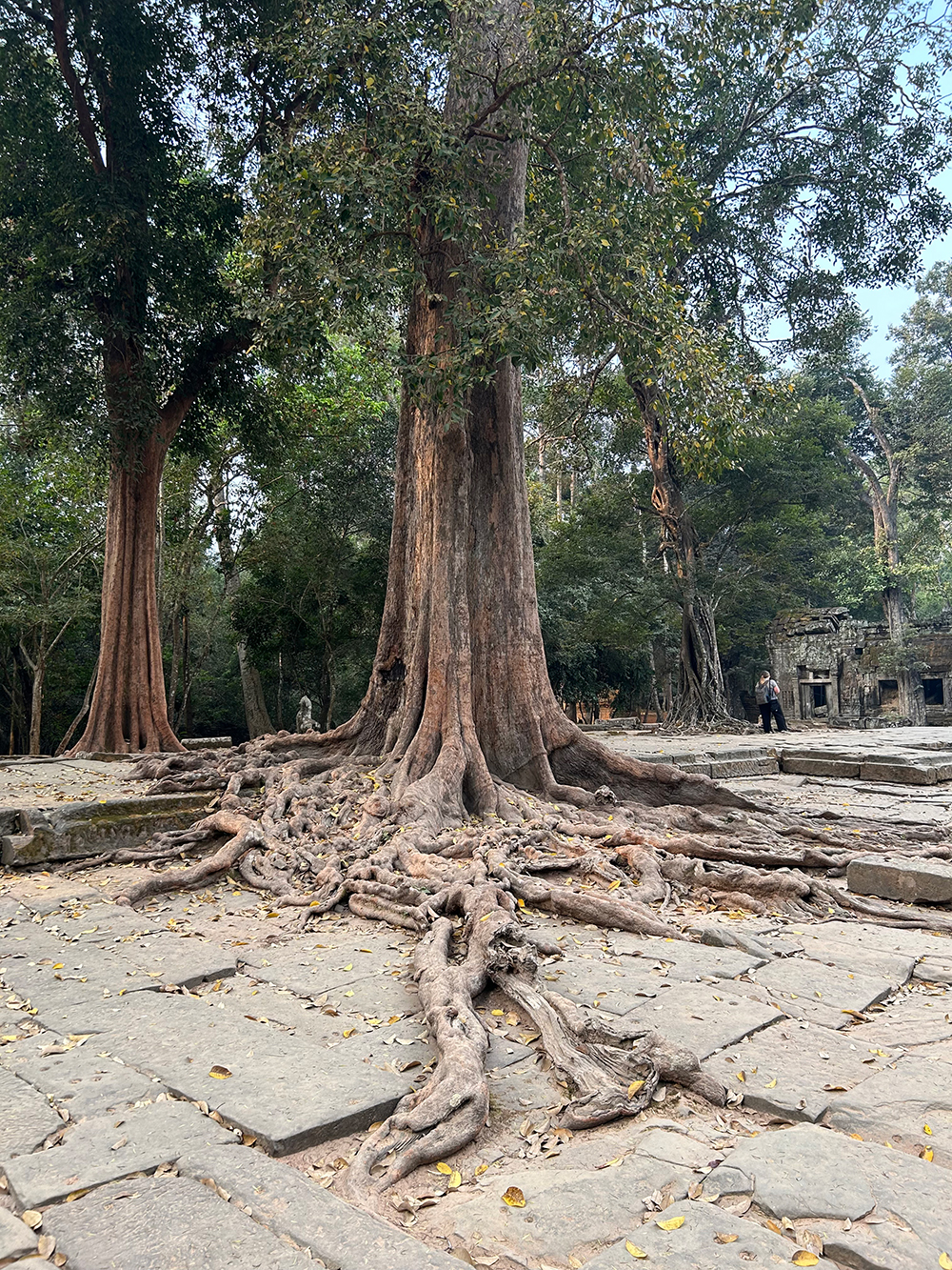 old tree