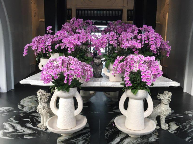orchid explosion