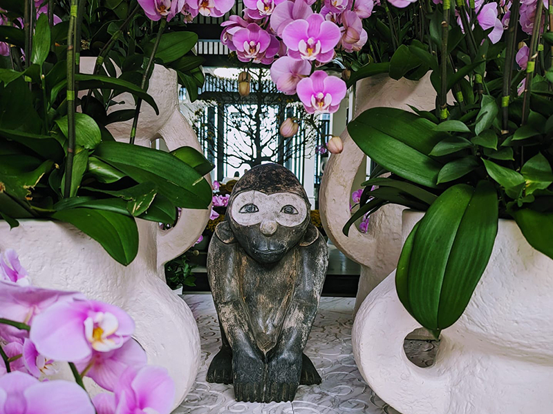 orchid monkey