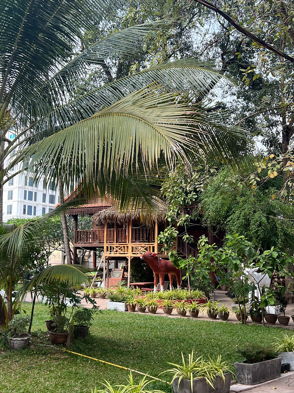 palms