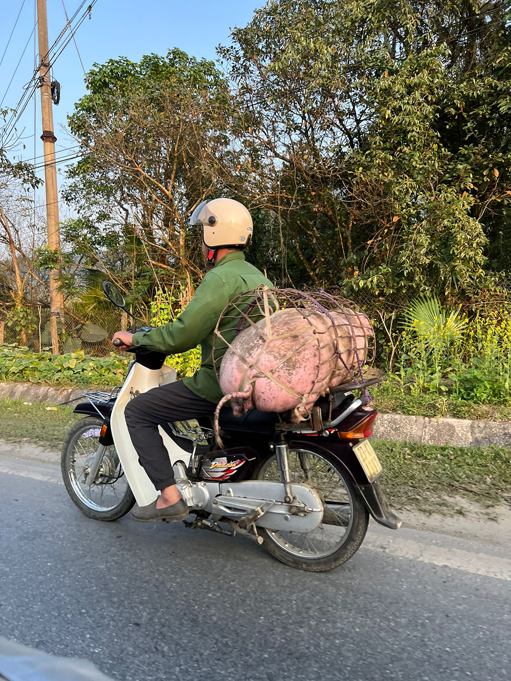 pig motorbike
