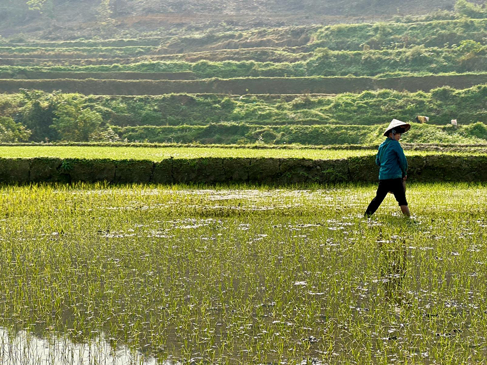 rice farmer