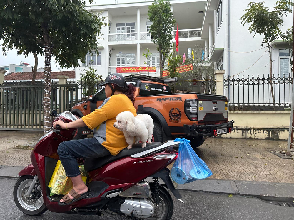 poodle bike
