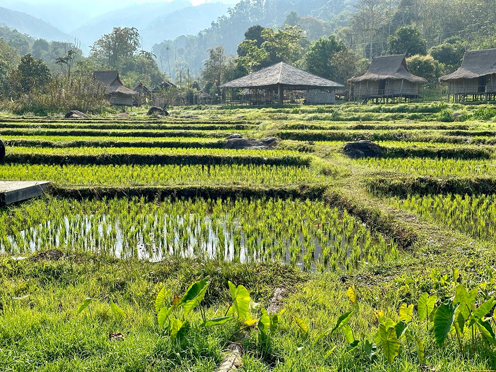 rice farm