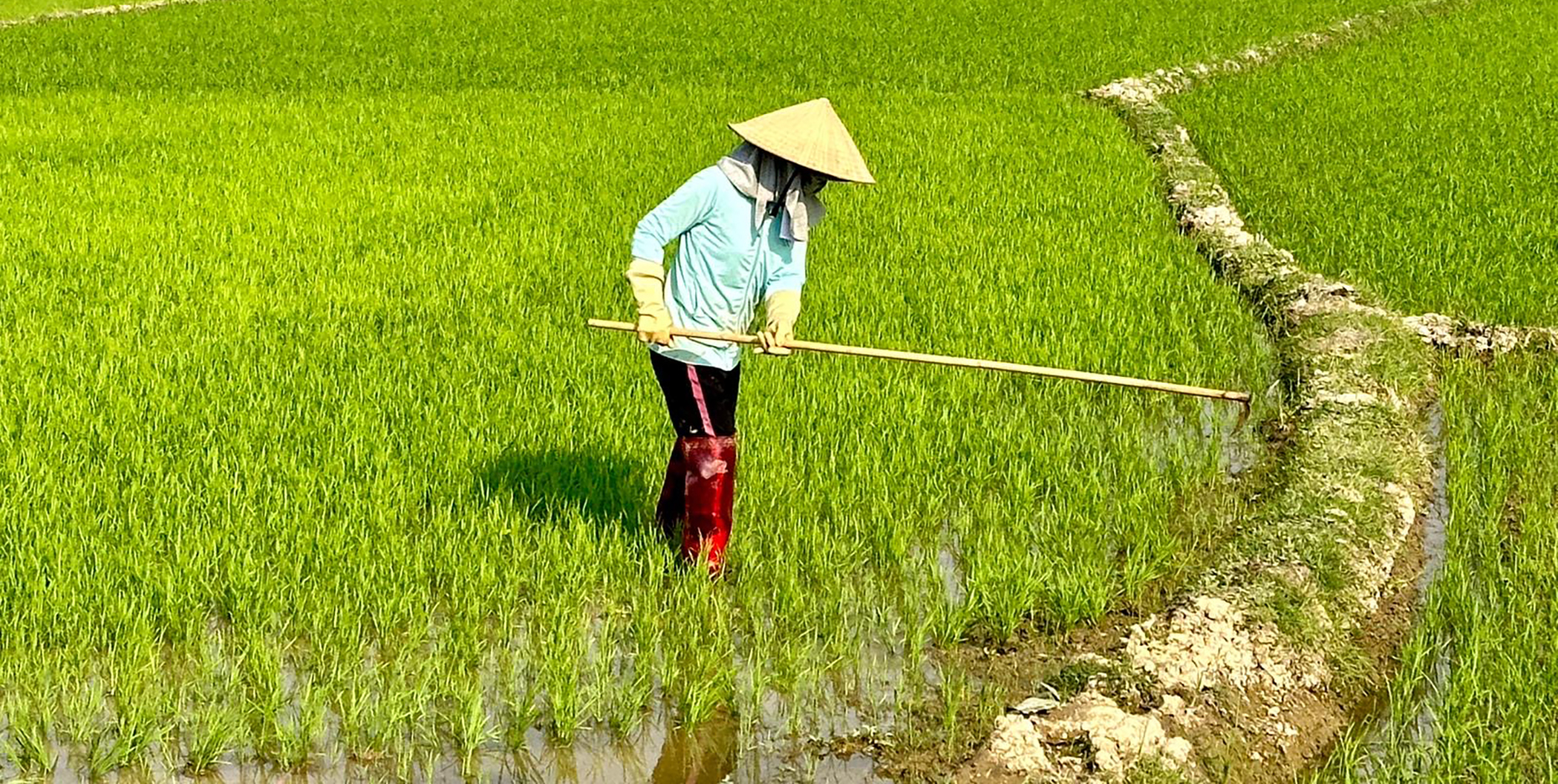rice farmer
