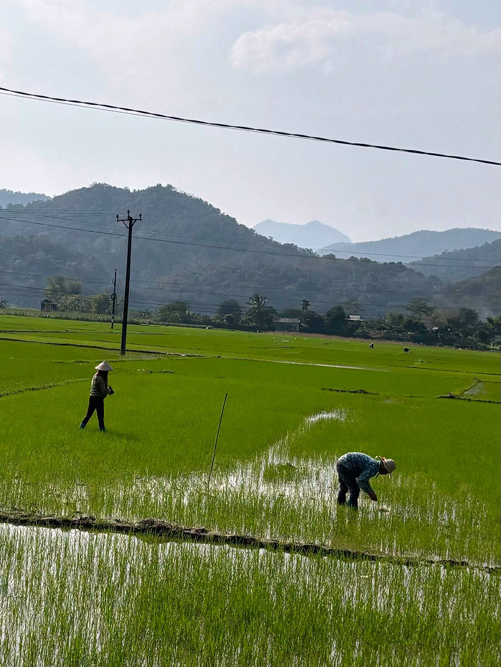 rice workers
