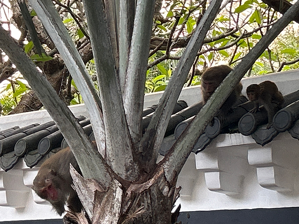 Monkeys on the roof