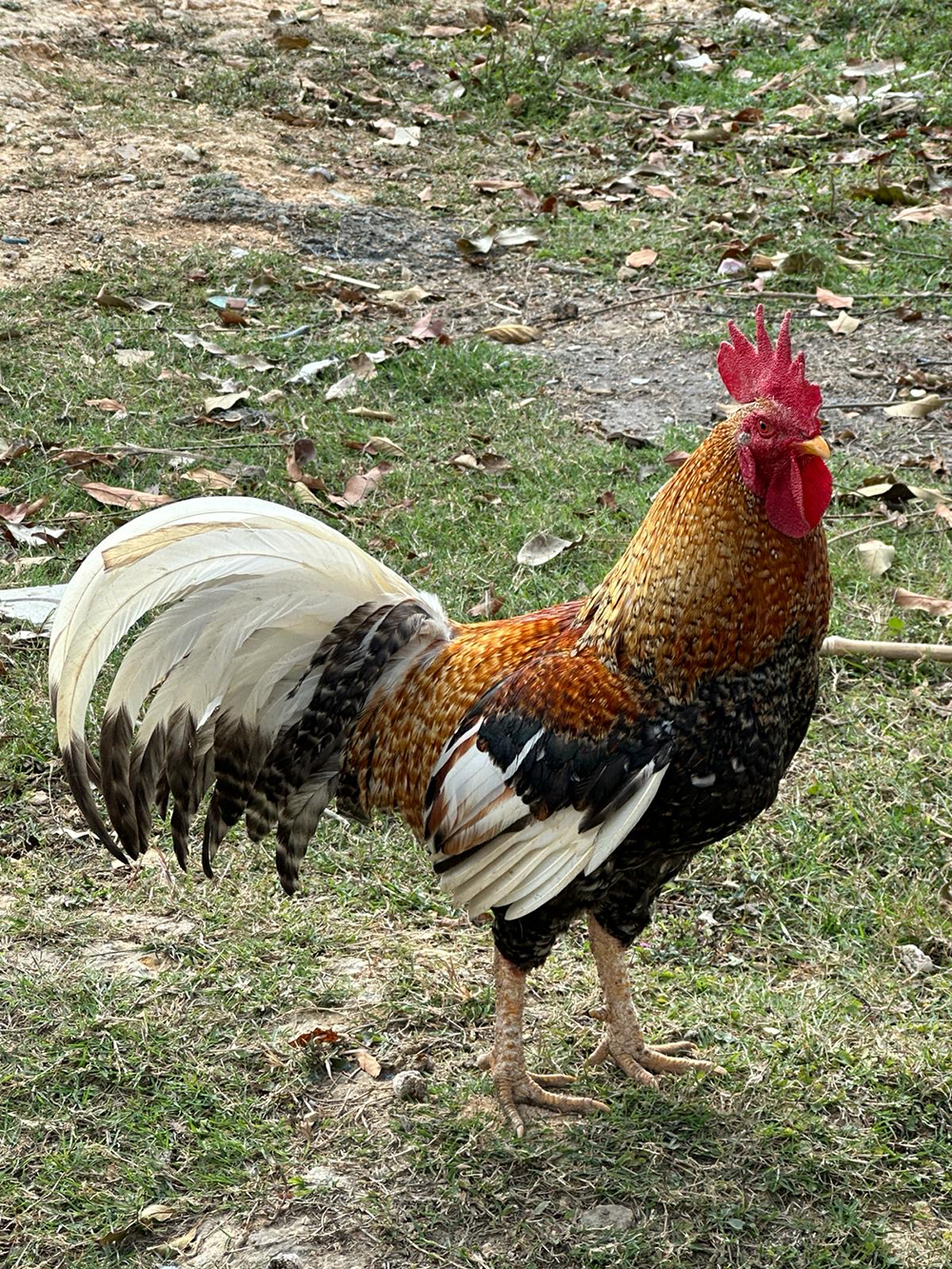 rooster