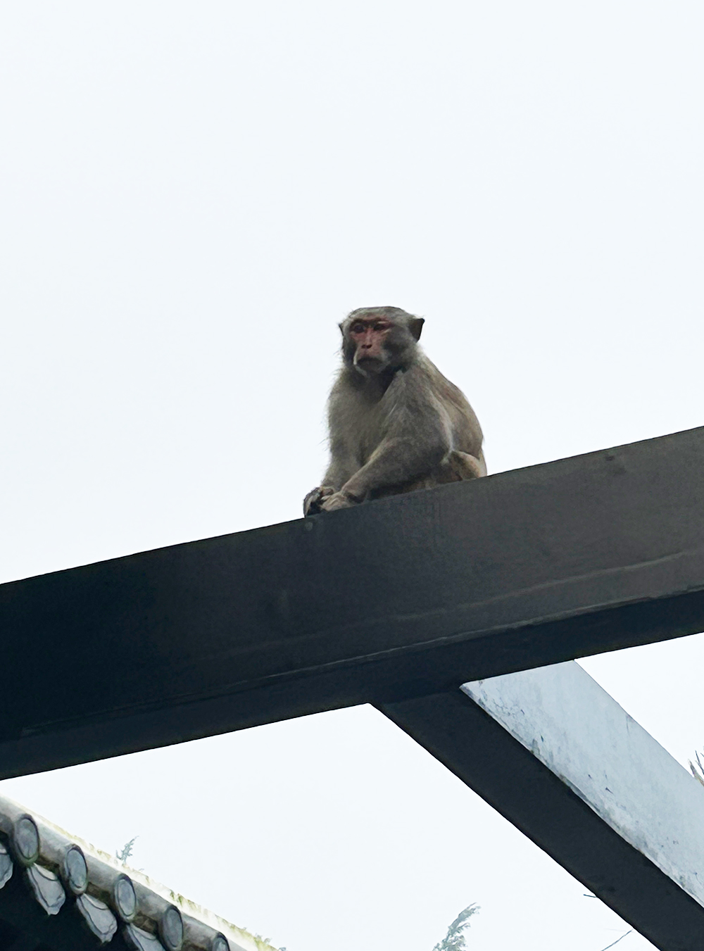 sentry monkey