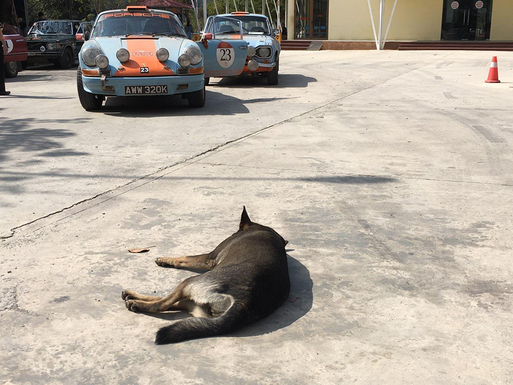 sleeping dog