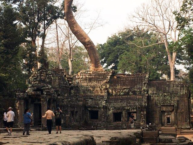 Temple Tree