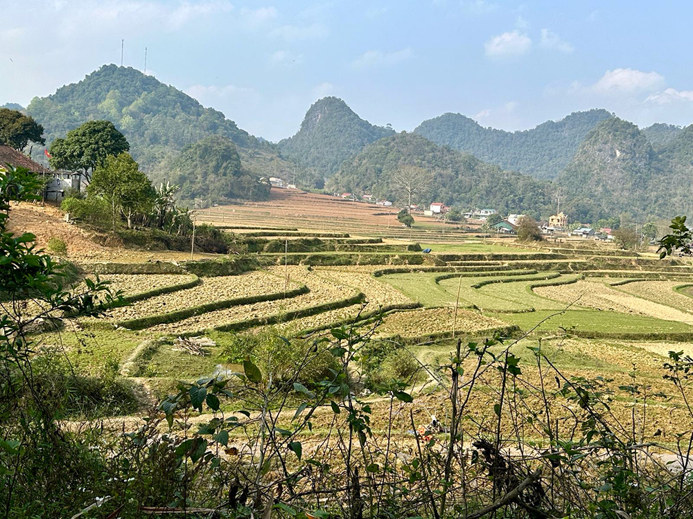 terraced farmland