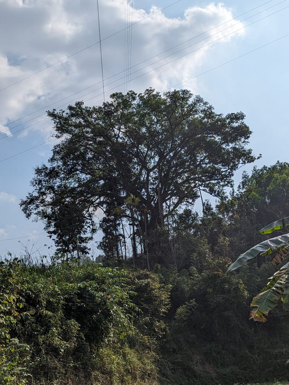 the debut photograph of... a tree