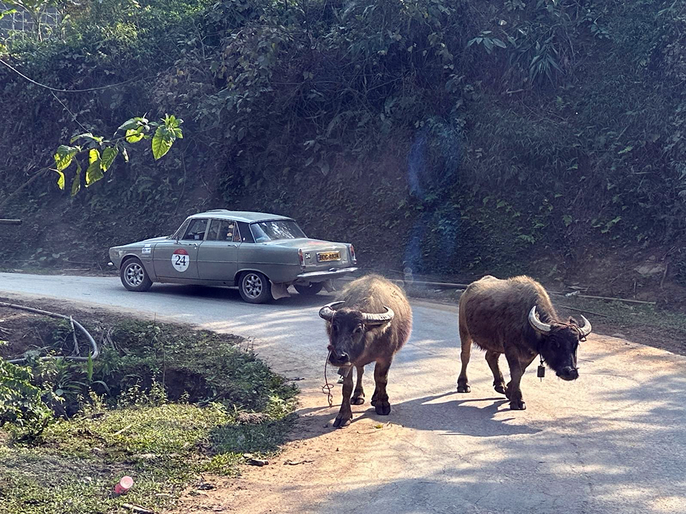 twin bulls