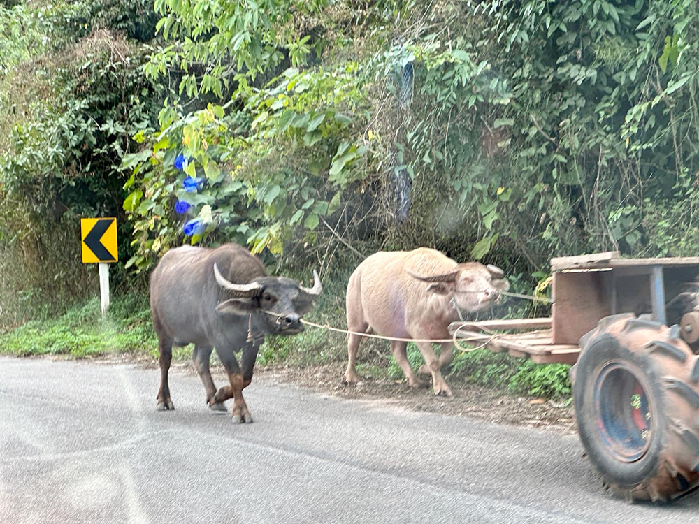 two cows