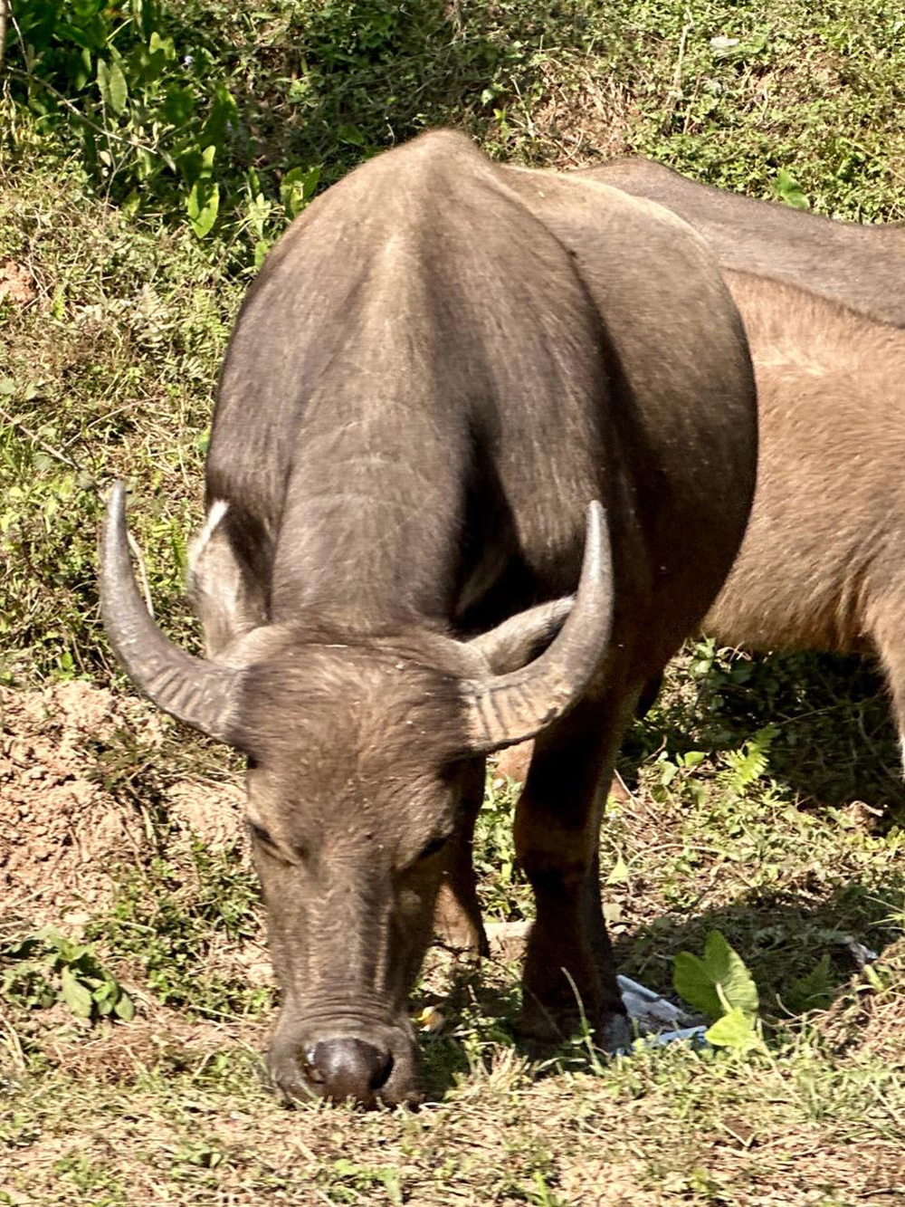water buffalo
