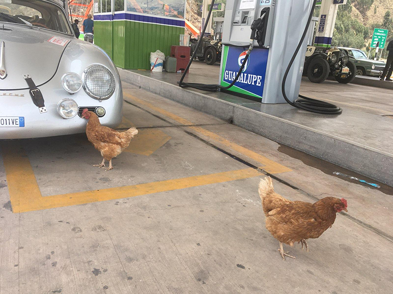 Chickens