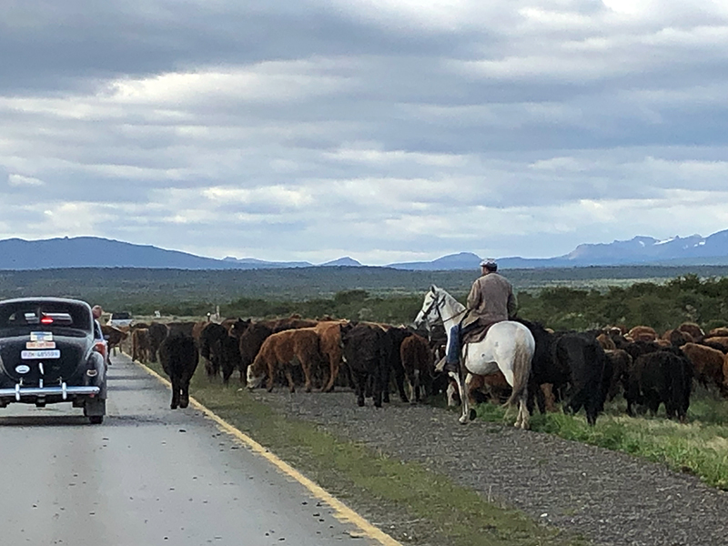 Passing by a cow herd