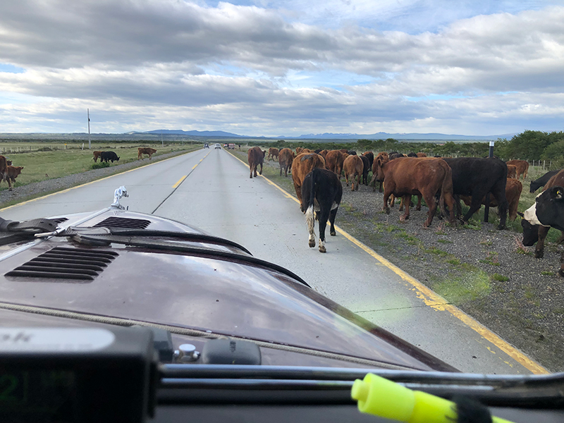 Passing by a cow herd