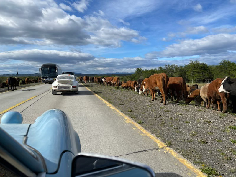 Passing by a cow herd