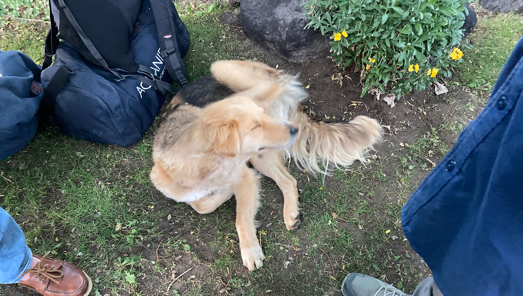 a little dog