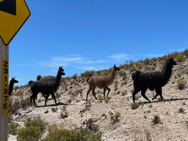 Llamas