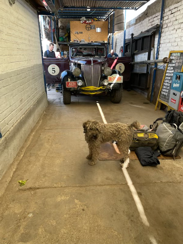 Repair Shop Dog