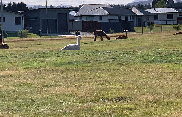 Alpaca Farm