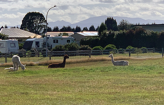 Alpaca Farm