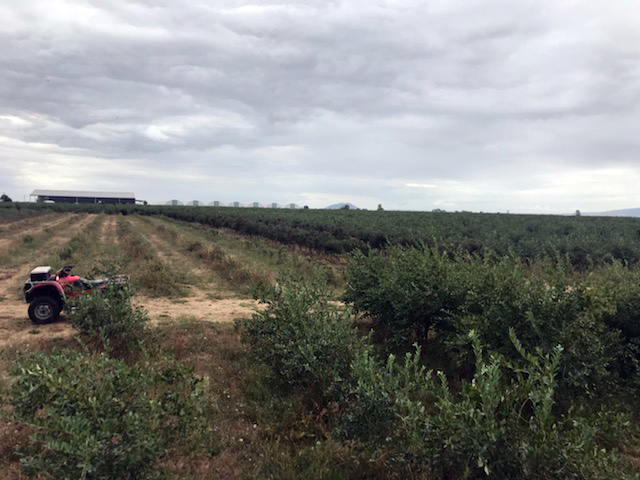Blueberry Fields