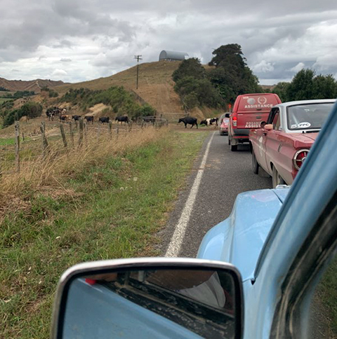 Cow Crossing