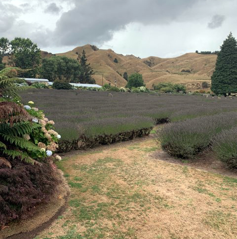 Lavender Fields