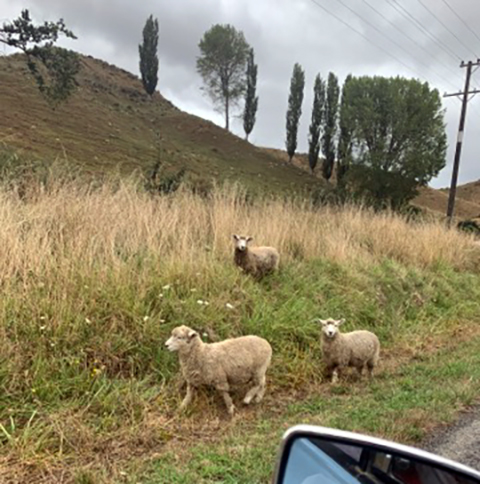 Sheep